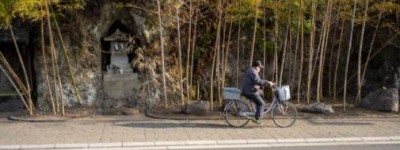 狗的种类有几种？怎么查狗狗的品种？