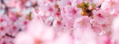 青岛海兔子鱼的学名是什么？干兔子鱼怎么炸？