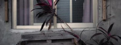 红蓝金刚是啥？macaw是什么意思？