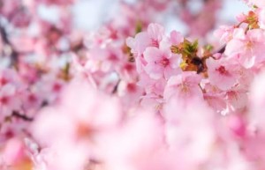 青岛海兔子鱼的学名是什么？干兔子鱼怎么炸？